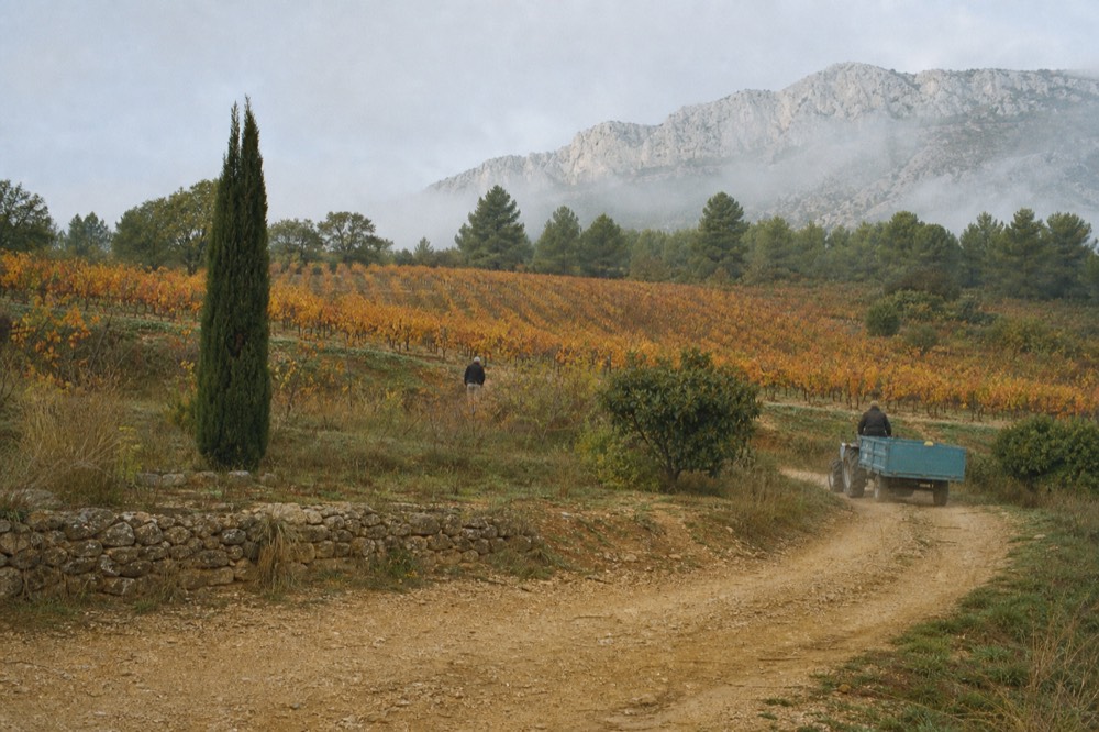 Vineyards near Aix-en-Provence with Sainte-Victoire mountain, no text, no logos, no people