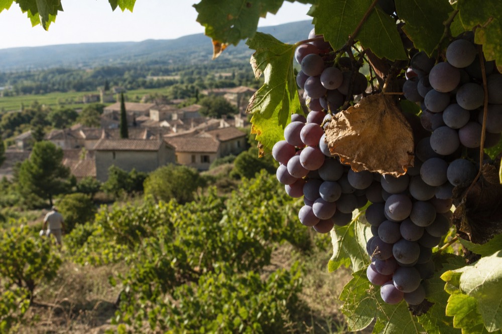 Ripening grenache grapes on the vine in a Provence vineyard, no text, no logos, no people