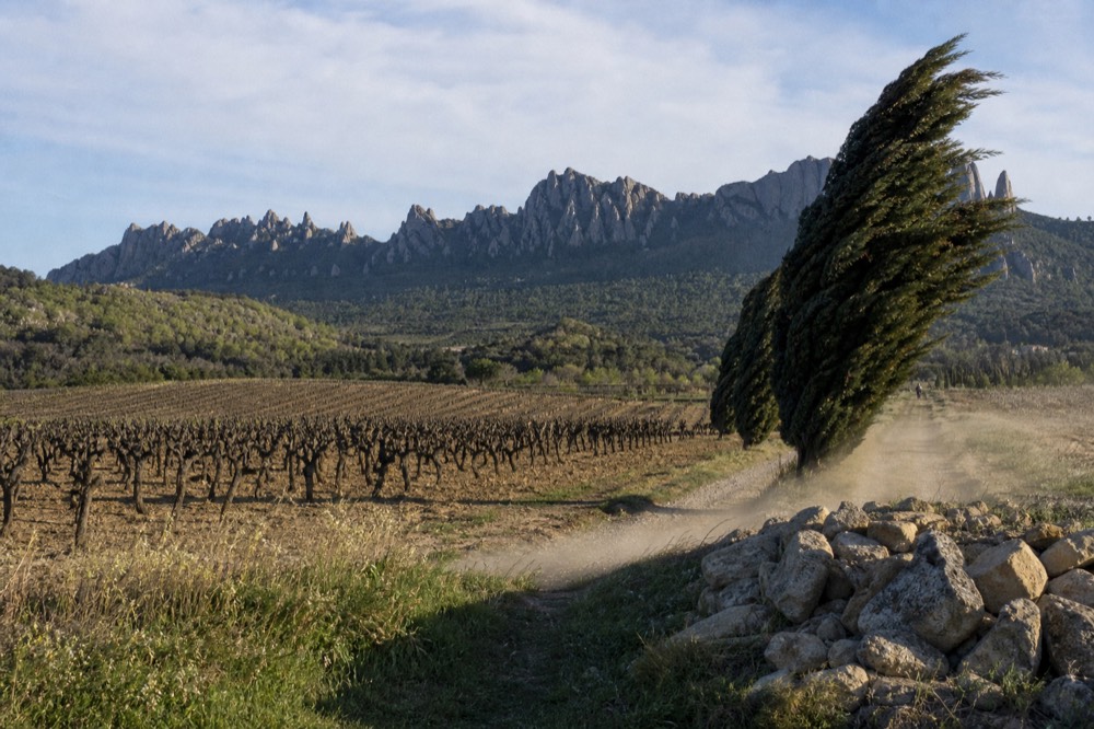 Cypress trees bent by the mistral wind in a Provence landscape, no text, no logos, no people