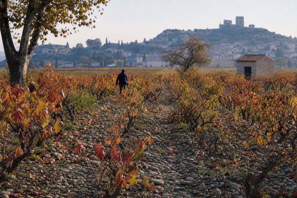 Autumn vineyard rows with red-gold leaves near Châteauneuf-du-Pape village, no text, no logos, no people.