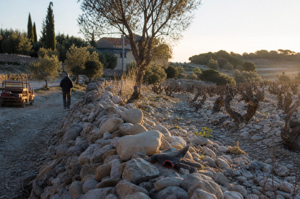 Vine rows on the stony terraces around Châteauneuf-du-Pape village, no text, no logos, no people.