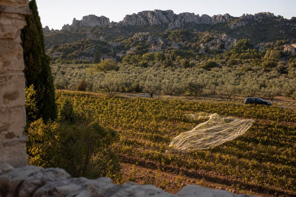 Vine rows and olive trees below the rocky Alpilles ridge near Les Baux-de-Provence, no text, no logos, no people.