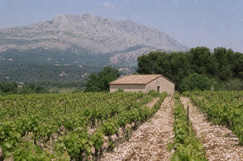 Vineyard rows under the Sainte-Victoire mountain, no text, no logos, no people