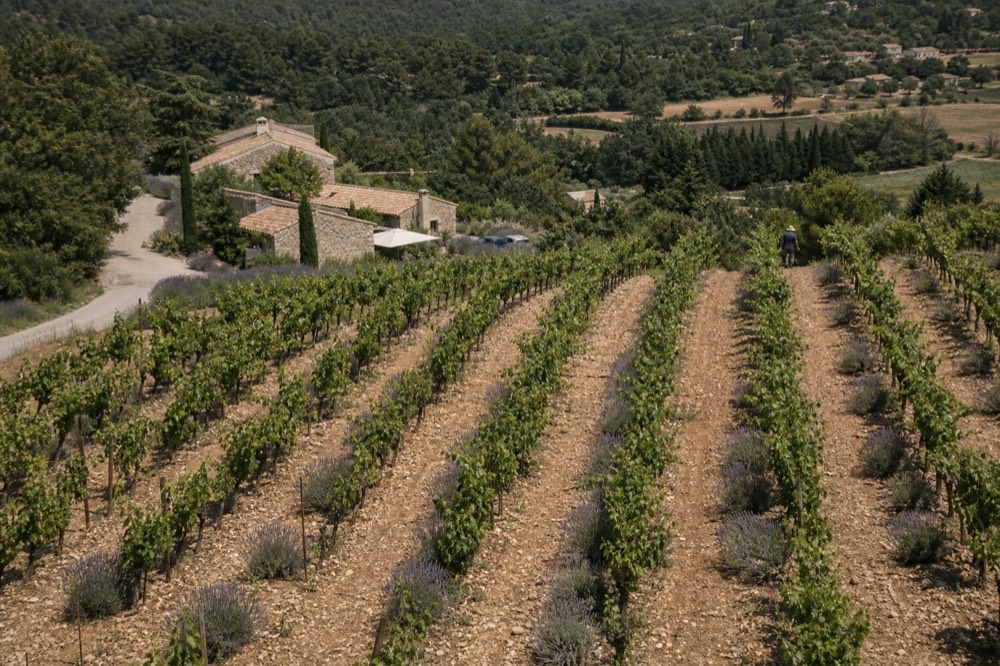 Vineyard rows and lavender bushes on a Provence hillside under a clear sky, no text, no logos, no people