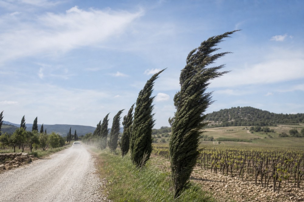 Wind-bent cypress trees and vines under a clearing sky in Provence, no text, no logos, no people