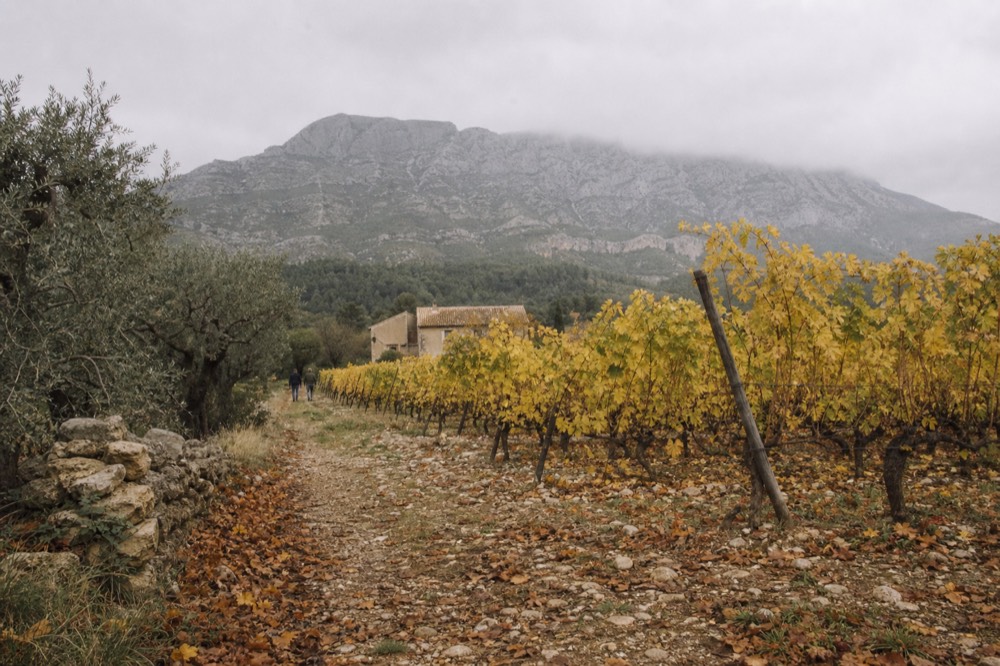 Autumn vineyard rows with yellowing leaves under a grey sky in Provence, no text, no logos, no people