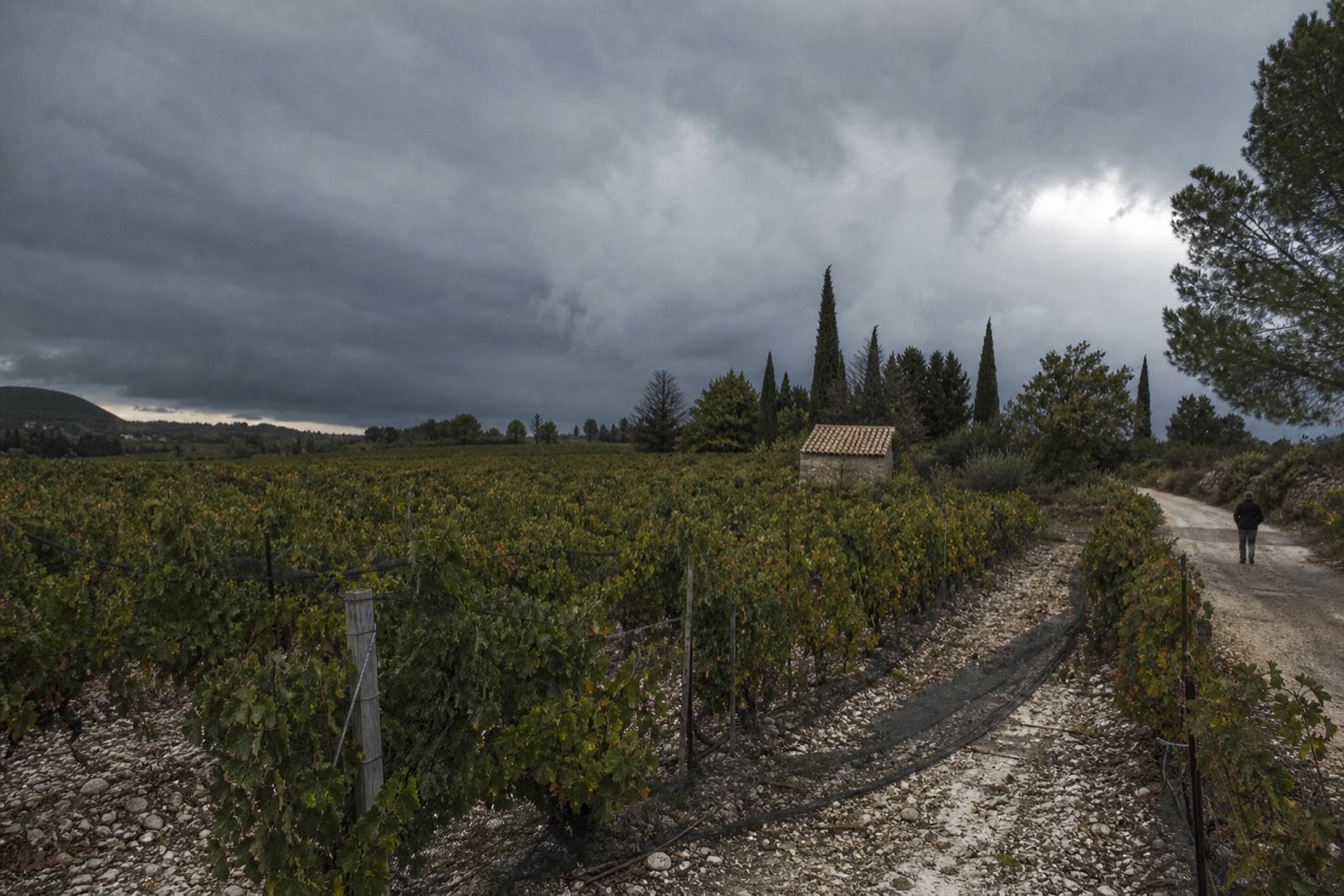 Heavy rain clouds gathering over rows of vineyards in Provence, no text, no logos, no people.