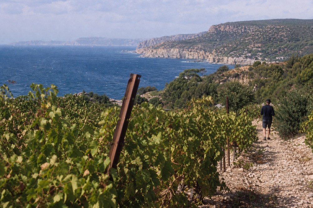Vineyard rows on a hillside above the sea near Cassis, no text, no logos, no people