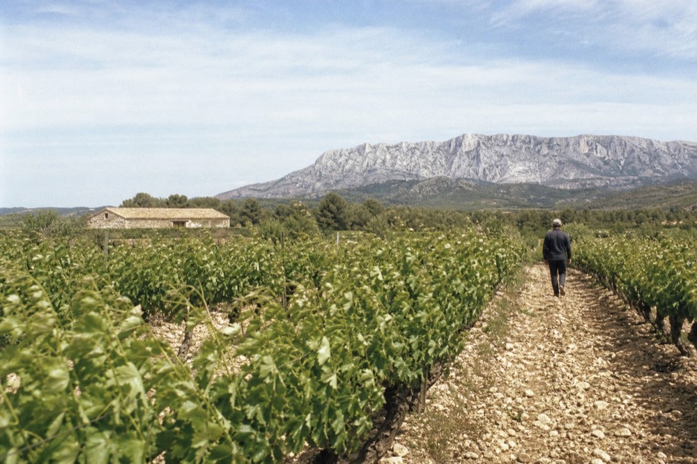 Vineyard rows with Sainte-Victoire mountain in the background, no text, no logos, no people
