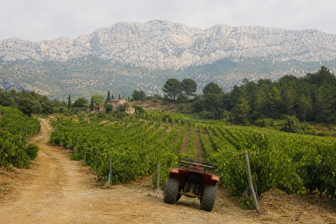 Vineyard rows running toward the Sainte-Victoire mountain near Aix-en-Provence, no text, no logos, no people