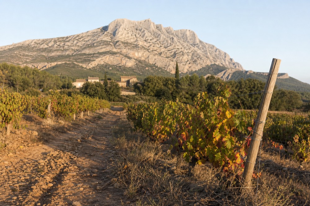 Rows of grenache vines in early autumn light with the Sainte-Victoire mountain in the background, no text, no logos, no people