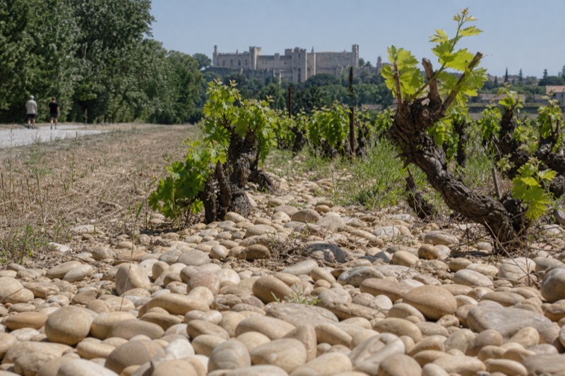 Smooth grey galets stones covering vineyard soil in the Chateauneuf-du-Pape hills near Avignon