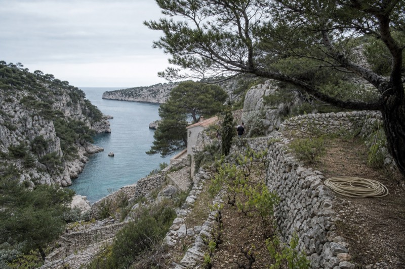Vines planted on terraces above the sea cliffs on the Marseille to Cassis coast road