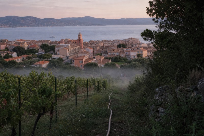Rose wine slopes overlooking the Mediterranean near the Gulf of Saint-Tropez