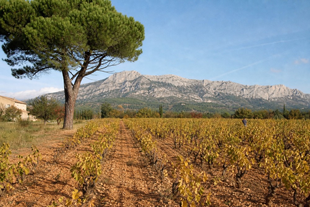 Vineyards with Sainte-Victoire mountain in the background, no text, no logos, no people