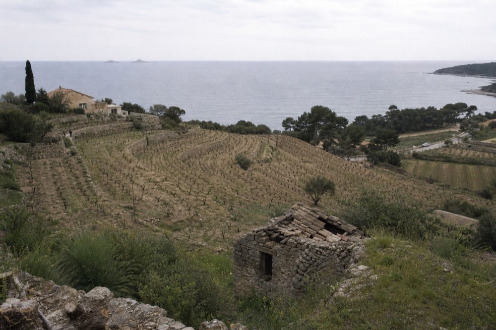 Terraced vineyards sloping toward the sea near Bandol, no text, no logos, no people