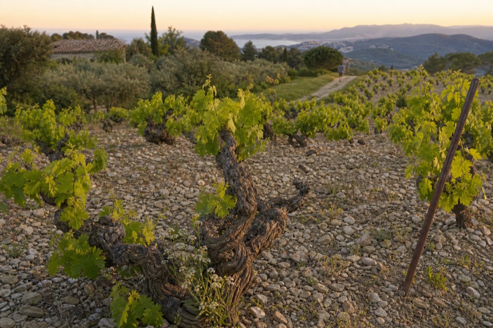 Old Mourvèdre vines on a stone terrace in Bandol, no text, no logos, no people