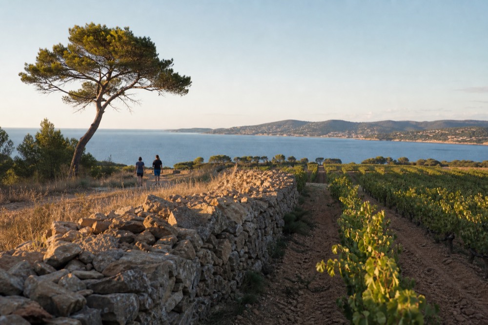 Vineyard rows in warm late-afternoon light near the coast, no text, no logos, no people