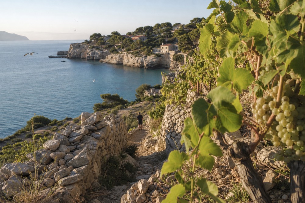 Terraced vineyards above the Mediterranean calanques near Cassis, no text, no logos, no people