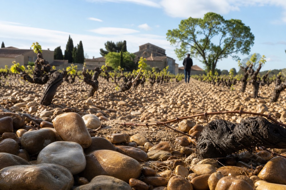Rows of Grenache vines with large galets roulés stones covering the soil, no text, no logos, no people