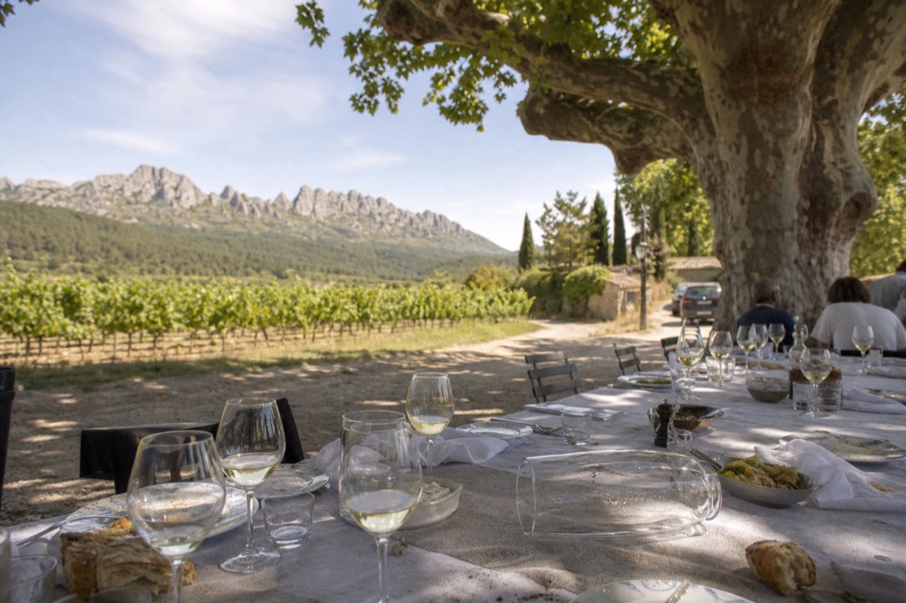 A long table set for lunch under a plane tree with vineyards in the background, no text, no logos, no people
