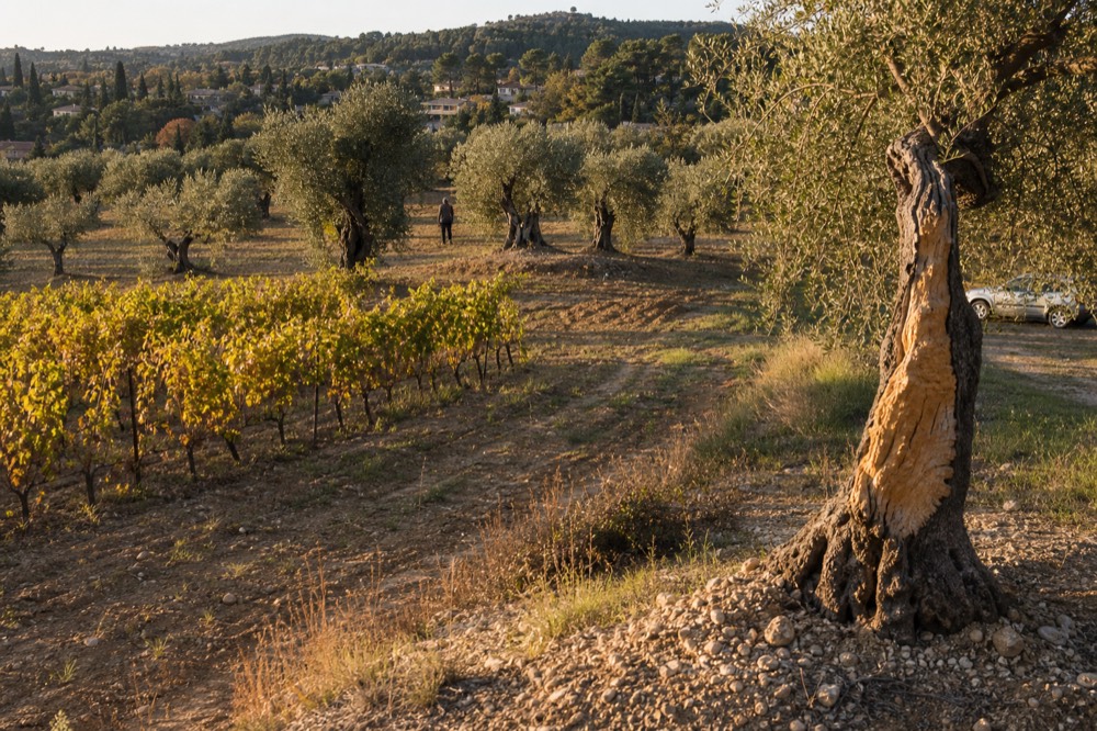 Sunlit hillside vineyard with olive trees near Aix-en-Provence, no text, no logos, no people