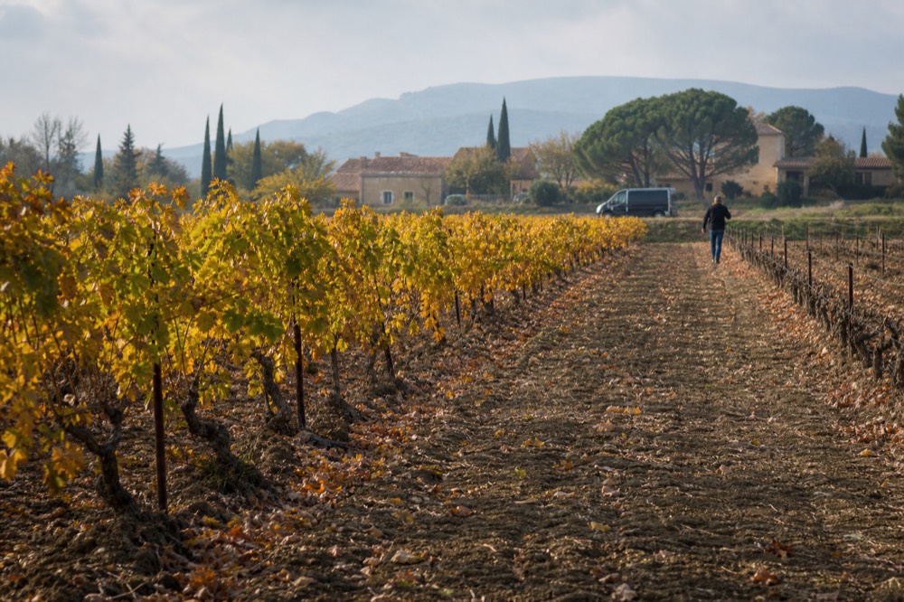 Vineyard rows in early autumn with leaves turning golden, no text, no logos, no people