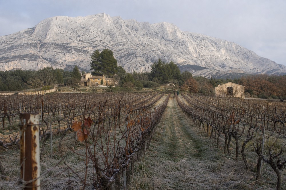 Vineyard rows leading to the Sainte-Victoire mountain, no text, no logos, no people