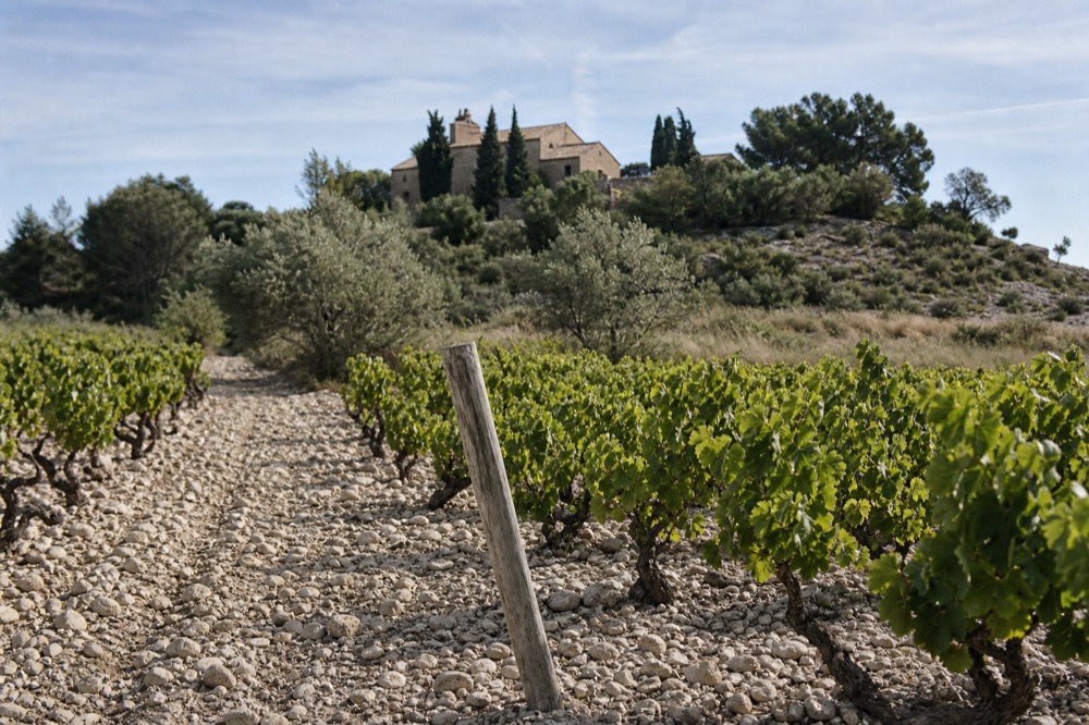 Rows of grenache vines on stony limestone soil in the Alpilles, no text, no logos, no people