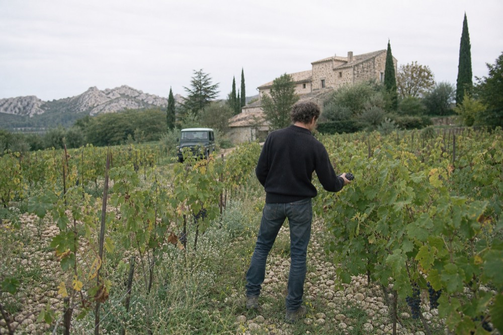 A winemaker checking grapes on a vine in an organic vineyard in the Alpilles, no text, no logos, no people