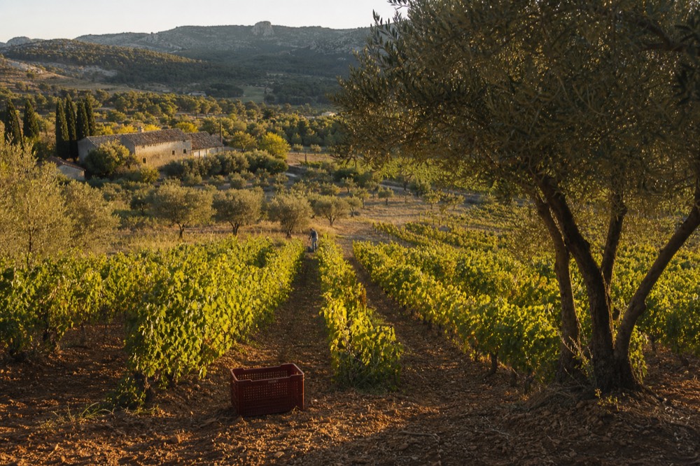 Vineyard rows and olive trees in a valley of the Alpilles at golden hour, no text, no logos, no people