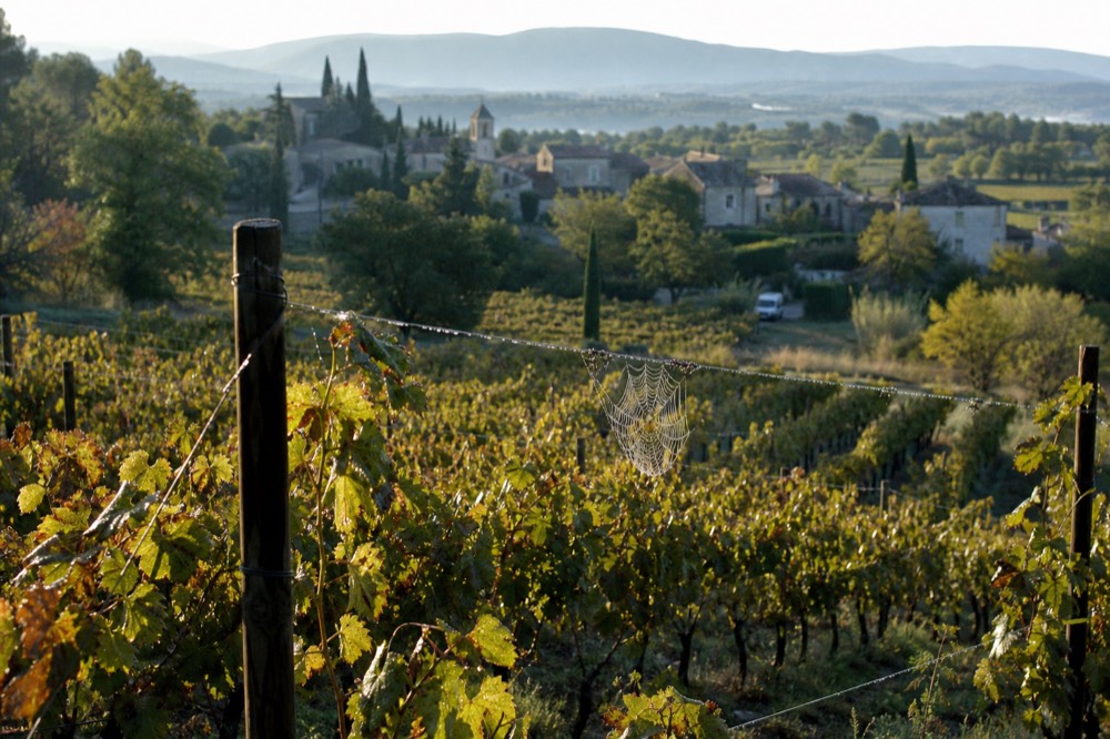 Luberon vineyard rows with morning light, no text, no logos, no people