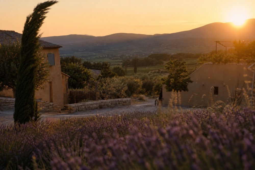 Sunset over Luberon vineyards with lavender in the foreground, no text, no logos, no people