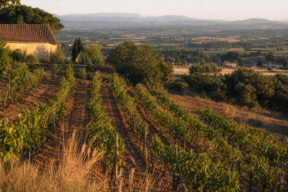 Rows of vineyards on a Provençal hillside at golden hour, no text, no logos, no people