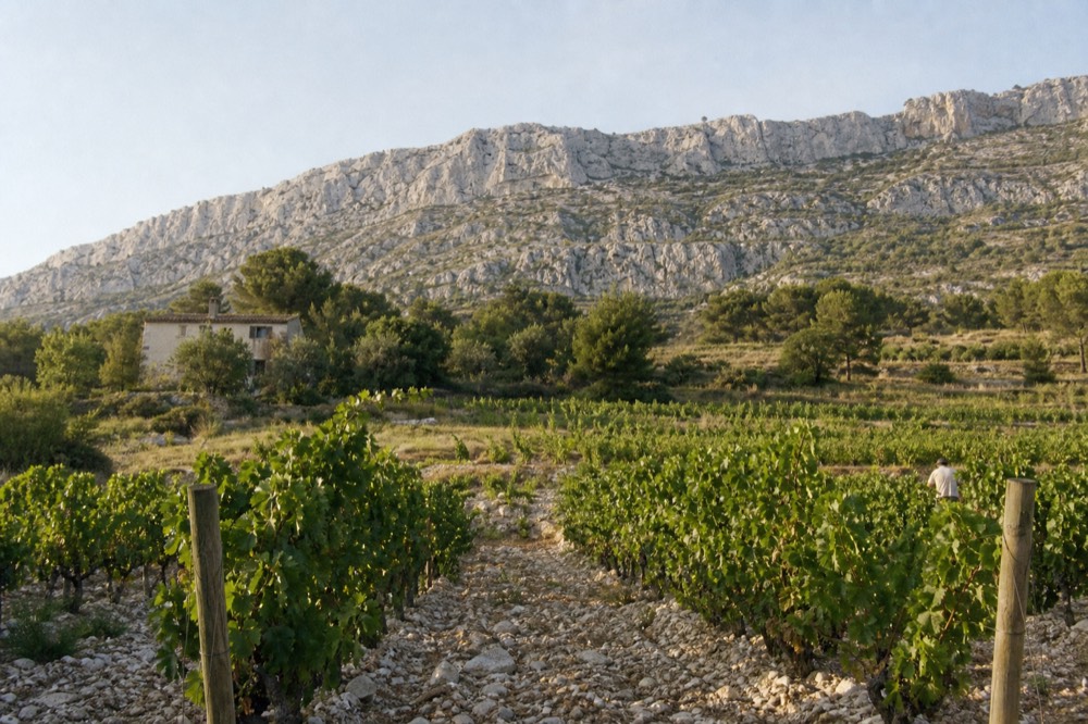Vineyard rows on limestone slopes under the Sainte-Victoire mountain, no text, no logos, no people