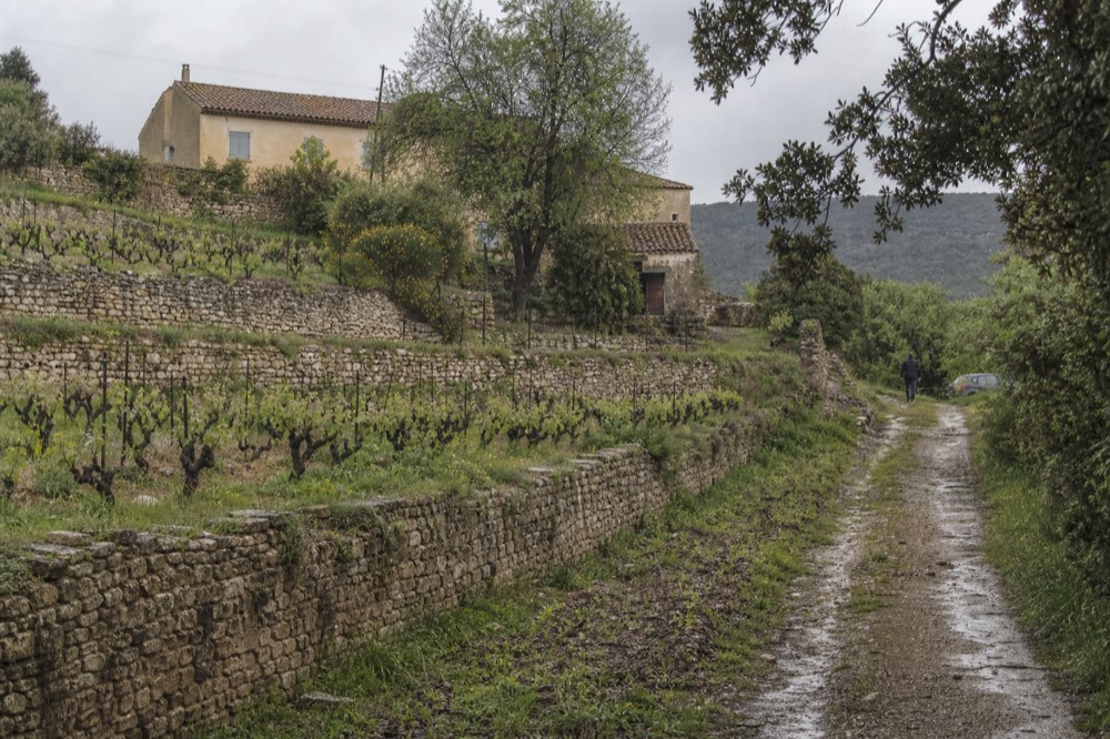 Terraced vineyards on a Provençal hillside with a stone farmhouse among the vines, no text, no logos, no people