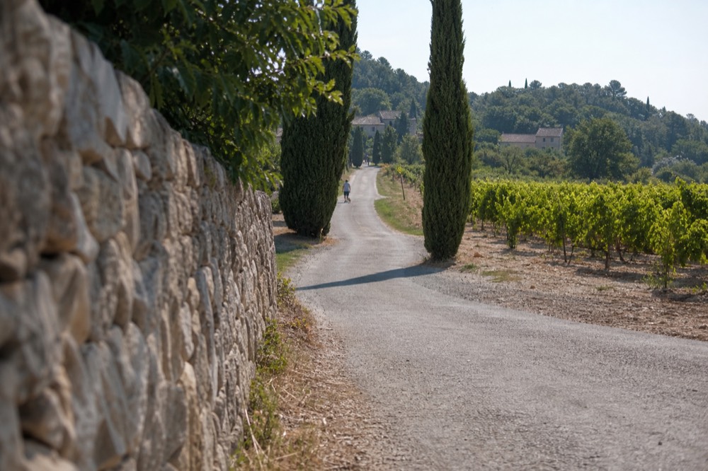 A narrow country road curving between vineyard rows and cypress trees in Provence, no text, no logos, no people