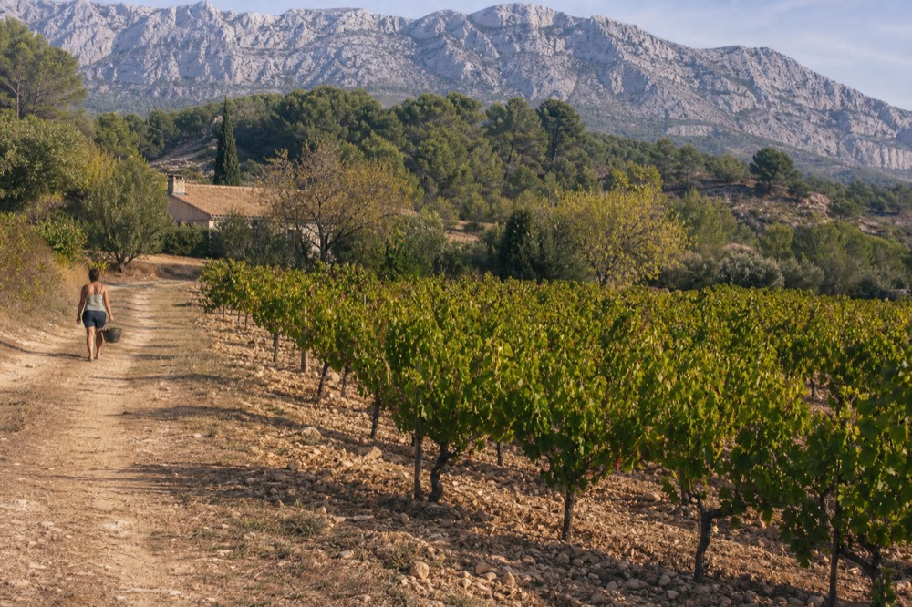 Rows of vines on a sunny slope with a limestone mountain rising behind them, no text, no logos, no people