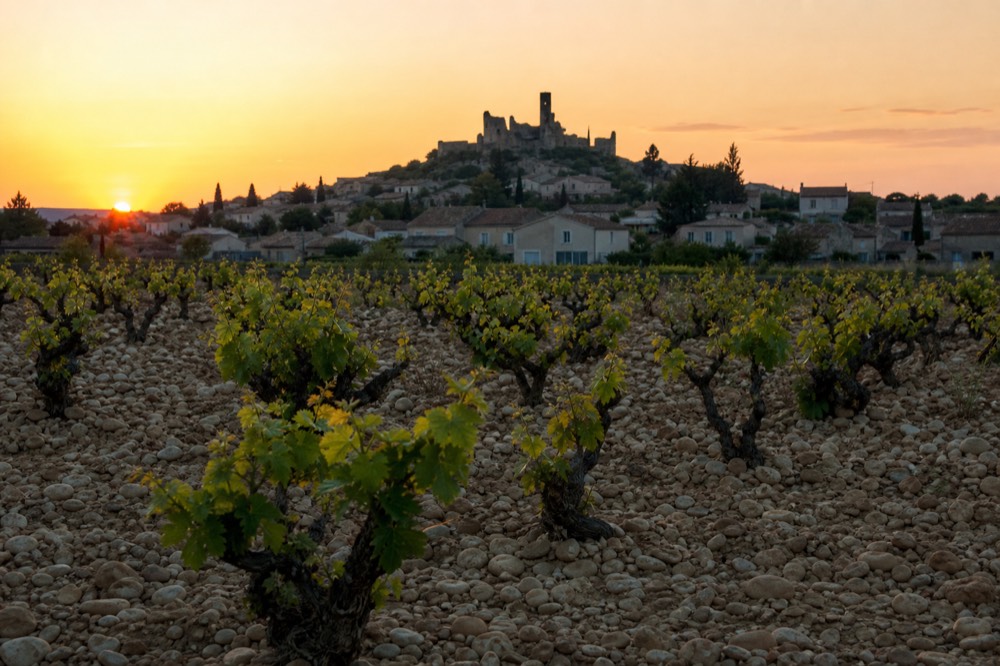 Grapevines growing among smooth galet stones on a warm plateau near a village silhouette, no text, no logos, no people