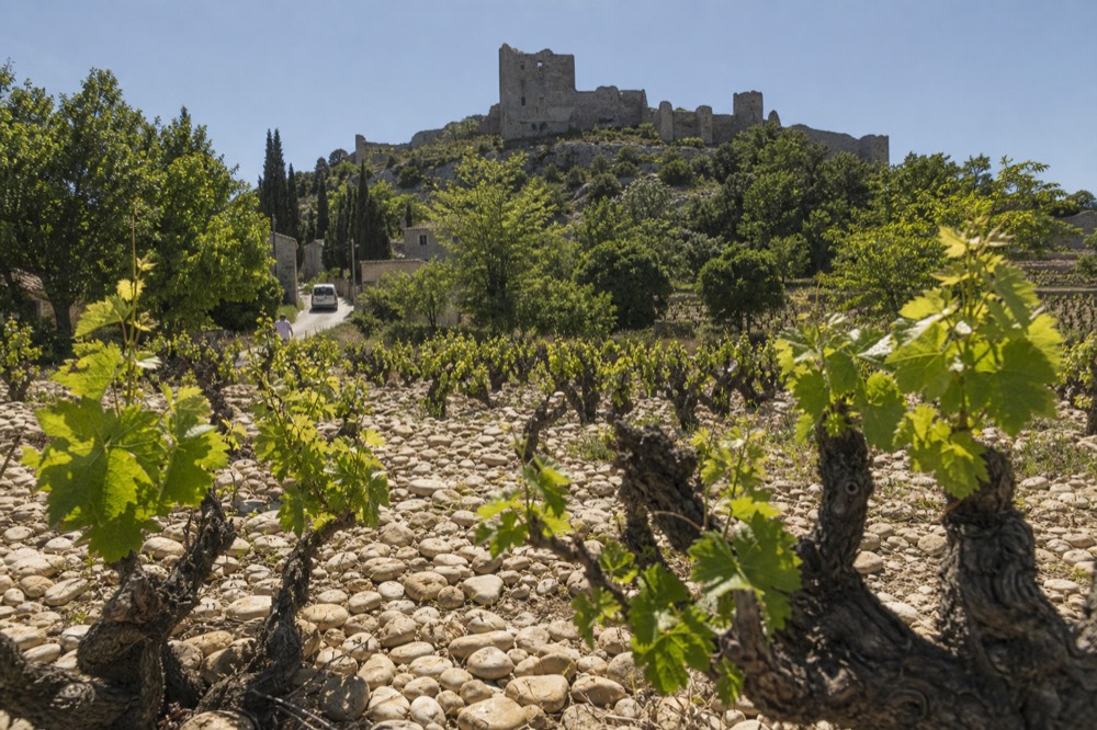 Vineyard of Châteauneuf-du-Pape with rounded galet stones between the vines, no text, no logos, no people