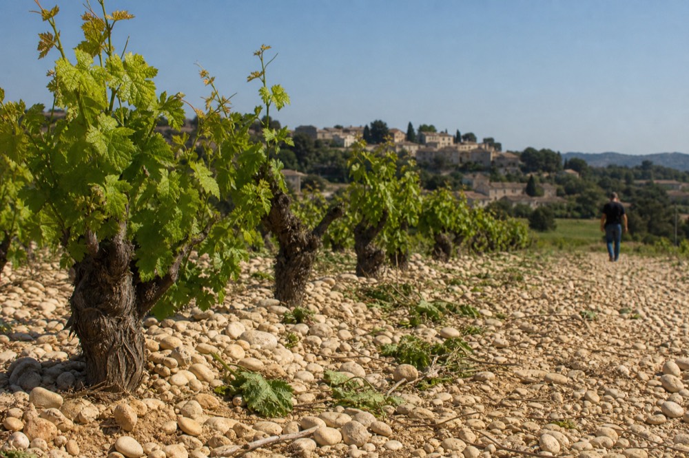 Rows of Grenache vines near Châteauneuf-du-Pape under a bright Provençal sky, no text, no logos, no people