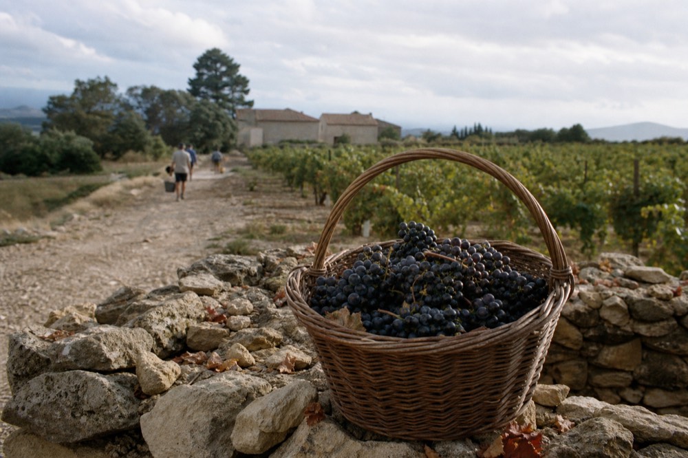 A harvest basket of Grenache grapes with a vineyard in the background, no text, no logos, no people