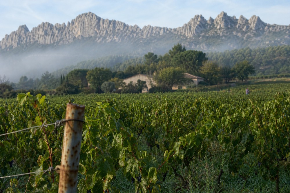 Gigondas vineyards with the Dentelles de Montmirail in the background, no text, no logos, no people