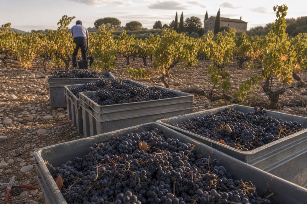Harvest bins filled with grenache grapes in a Châteauneuf-du-Pape vineyard, no text, no logos, no people