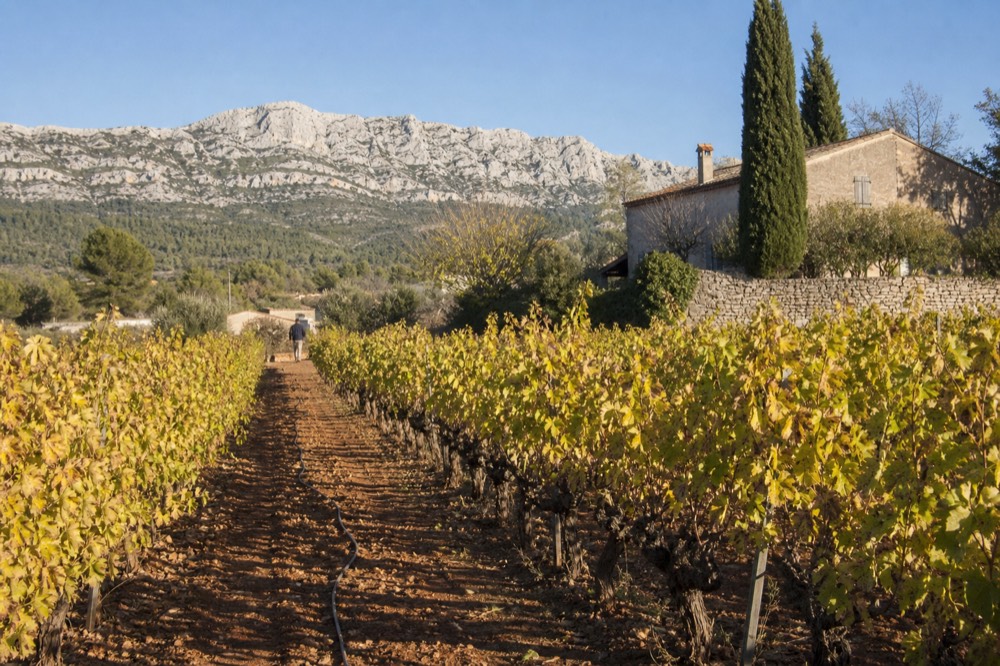 Vineyard rows below the Sainte-Victoire mountain near Aix-en-Provence, no text, no logos, no people