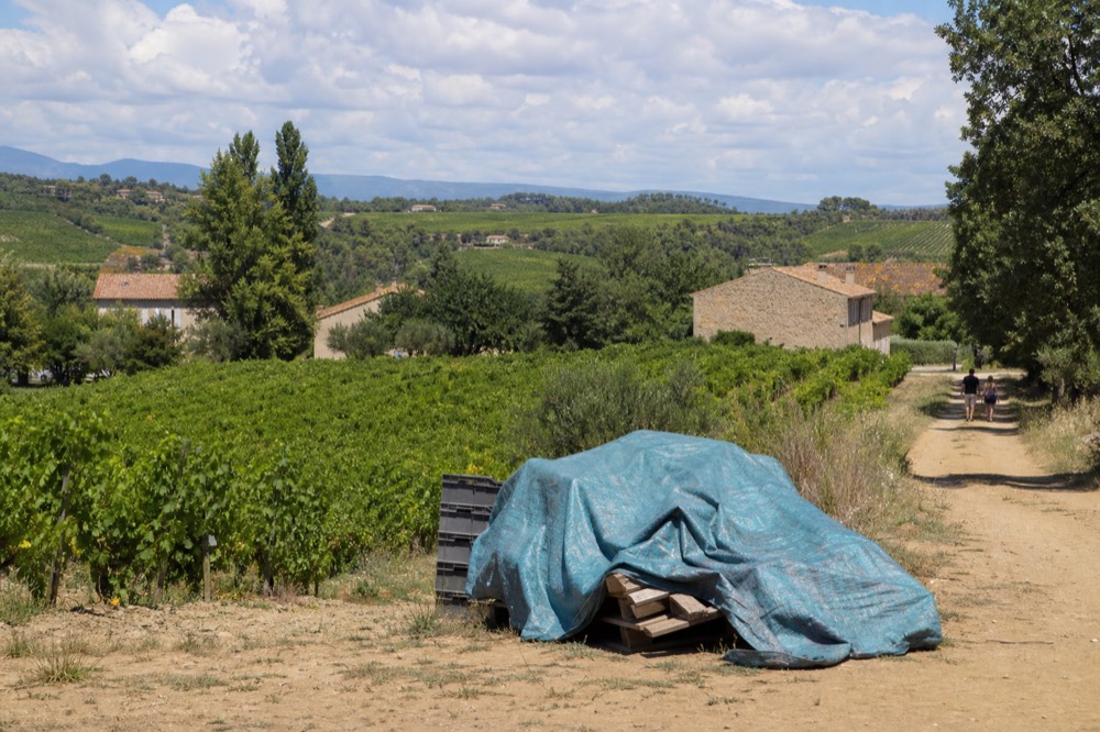 Rolling vineyards in the Côtes de Provence heartland, no text, no logos, no people