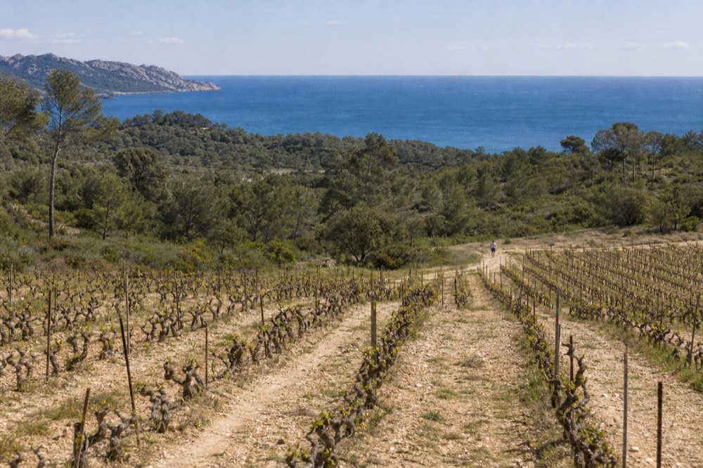 Rows of grapevines with the Mediterranean Sea in the far distance, no text, no logos, no people